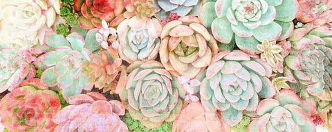 Colorful Succulents 2 Black Ornate Wood Framed Art Print with Double Matting by Kimberly, Allen