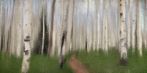 Path through the Aspens White Modern Wood Framed Art Print with Double Matting by Allen, Kimberly