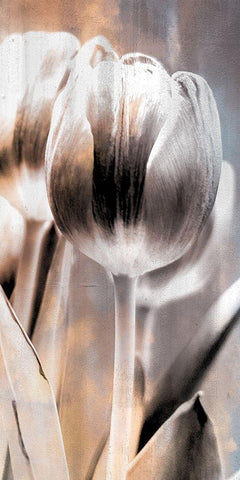 Tulip 1 Black Ornate Wood Framed Art Print with Double Matting by Allen, Kimberly