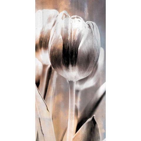 Tulip 1 Black Modern Wood Framed Art Print by Allen, Kimberly