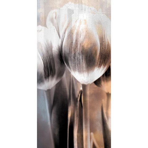 Tulip 2 Black Modern Wood Framed Art Print by Allen, Kimberly