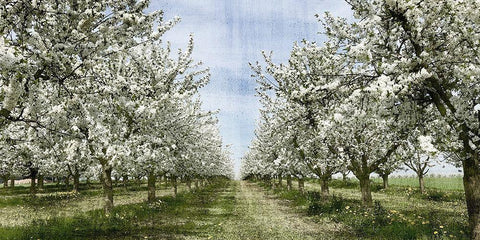 Spring Black Ornate Wood Framed Art Print with Double Matting by Allen, Kimberly
