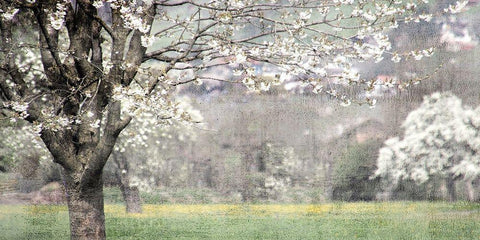 Apple Blossom Black Ornate Wood Framed Art Print with Double Matting by Allen, Kimberly