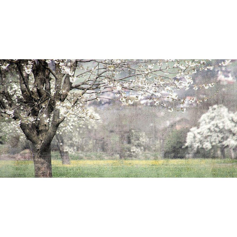 Apple Blossom Black Modern Wood Framed Art Print by Allen, Kimberly