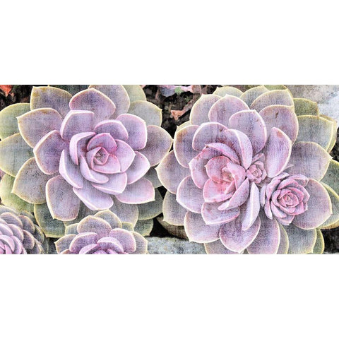 Succulents Gold Ornate Wood Framed Art Print with Double Matting by Allen, Kimberly