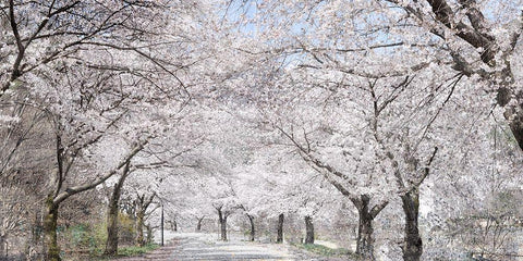 Cherry Blossom Lane White Modern Wood Framed Art Print with Double Matting by Allen, Kimberly