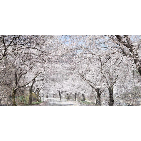 Cherry Blossom Lane Gold Ornate Wood Framed Art Print with Double Matting by Allen, Kimberly