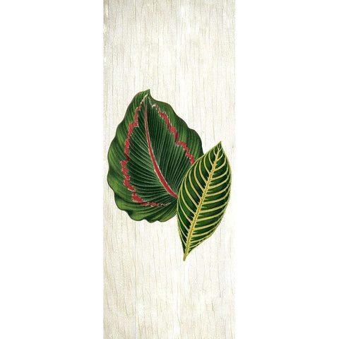 Botanical Greens 3 Black Modern Wood Framed Art Print with Double Matting by Allen, Kimberly