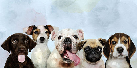 Puppy Portrait White Modern Wood Framed Art Print with Double Matting by Allen, Kimberly