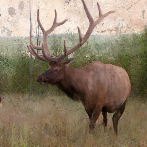 Elk Stride White Modern Wood Framed Art Print with Double Matting by Allen, Kimberly