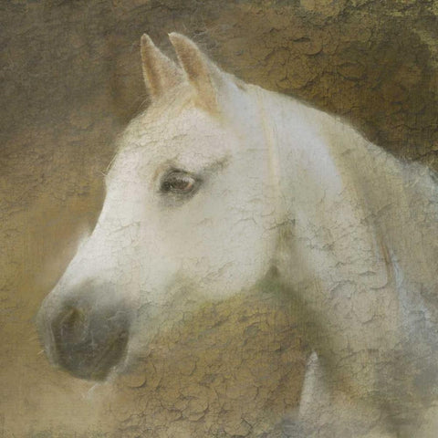 Graceful Horse Black Ornate Wood Framed Art Print with Double Matting by Allen, Kimberly