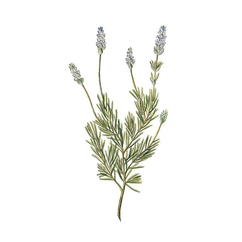 Herbs square 1 White Modern Wood Framed Art Print with Double Matting by Kimberly, Allen