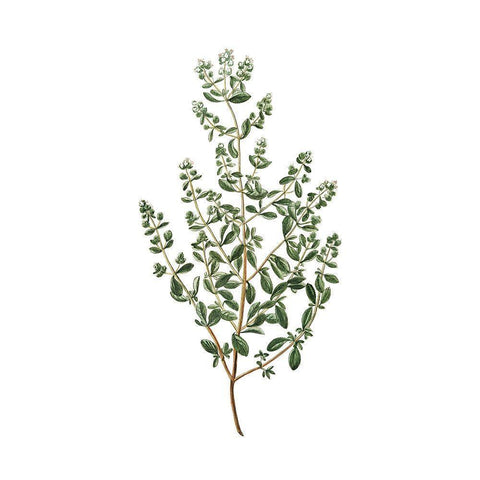 Herbs square 2 White Modern Wood Framed Art Print by Kimberly, Allen