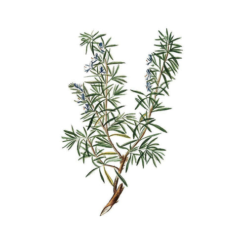 Herbs square 3 Black Modern Wood Framed Art Print by Kimberly, Allen