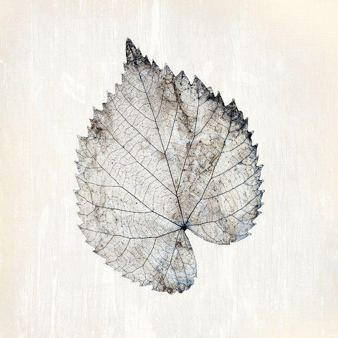 Marbled White 1 Black Ornate Wood Framed Art Print with Double Matting by Kimberly, Allen
