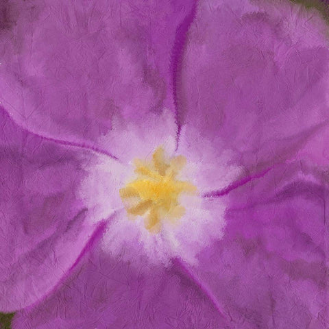 Purple Bloom 2 White Modern Wood Framed Art Print with Double Matting by Kimberly, Allen
