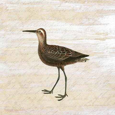 Shore Birds 2 Black Modern Wood Framed Art Print by Kimberly, Allen
