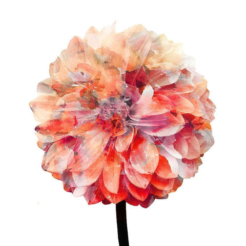 Painted Dahlia 1 Black Modern Wood Framed Art Print with Double Matting by Kimberly, Allen