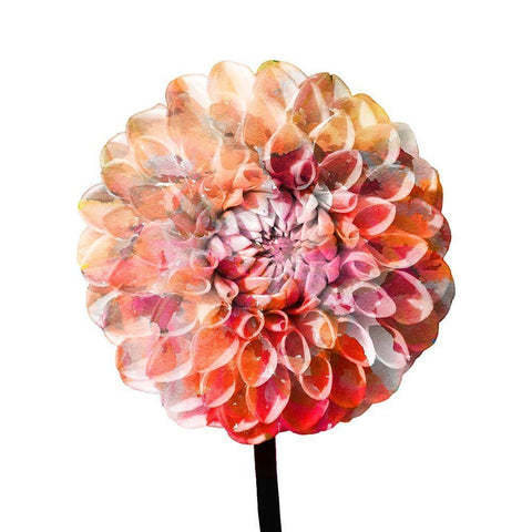 Painted Dahlia 2 Black Modern Wood Framed Art Print with Double Matting by Kimberly, Allen