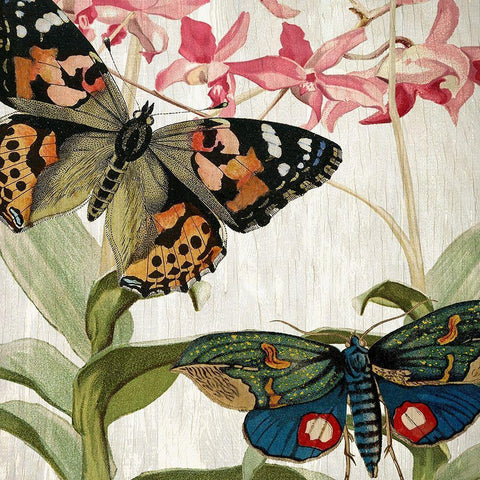 Butterfly World 1 Black Ornate Wood Framed Art Print with Double Matting by Kimberly, Allen