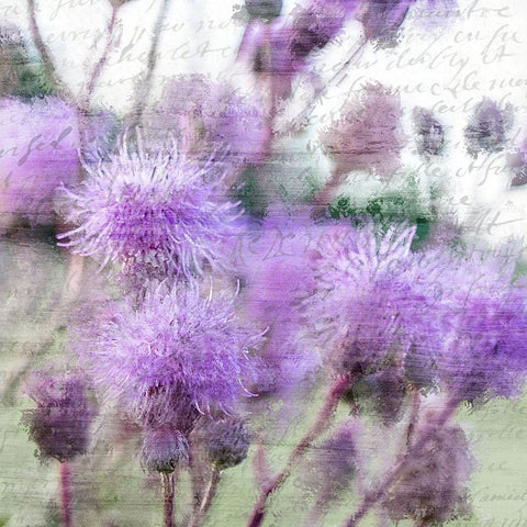 Purple Thistle 2 White Modern Wood Framed Art Print by Kimberly, Allen