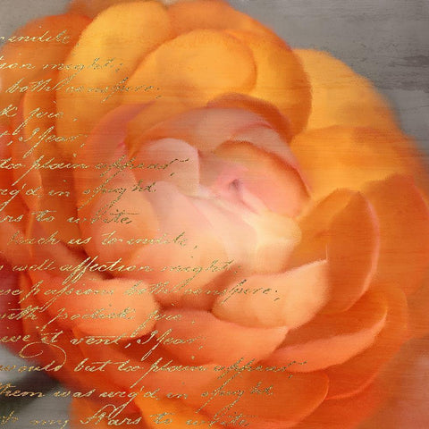 Ranunculus Orange Black Modern Wood Framed Art Print by Kimberly, Allen