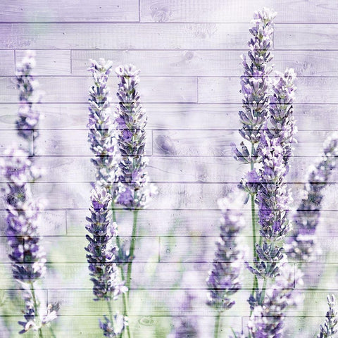 Lavender Fields 1 White Modern Wood Framed Art Print by Kimberly, Allen