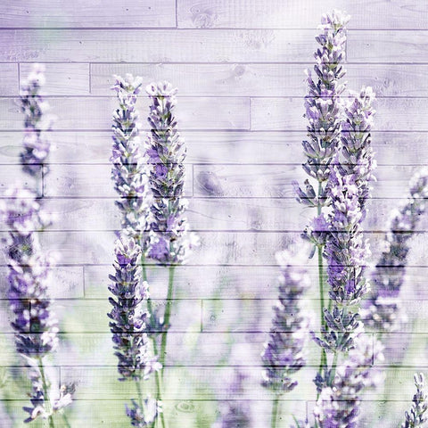 Lavender Fields 1 White Modern Wood Framed Art Print with Double Matting by Kimberly, Allen