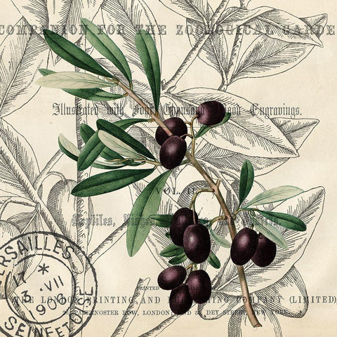 Olive Branch 2 Black Ornate Wood Framed Art Print with Double Matting by Kimberly, Allen