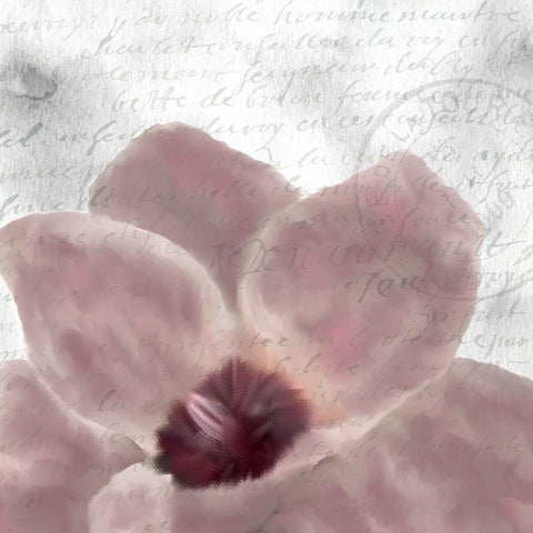 Magnolia Bloom 1 Black Modern Wood Framed Art Print with Double Matting by Kimberly, Allen