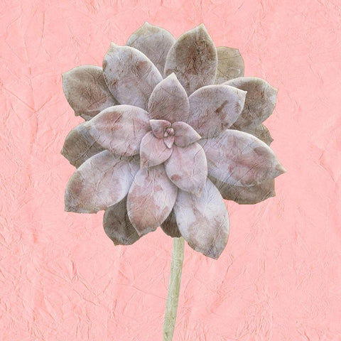 Succulent Pink White Modern Wood Framed Art Print with Double Matting by Kimberly, Allen