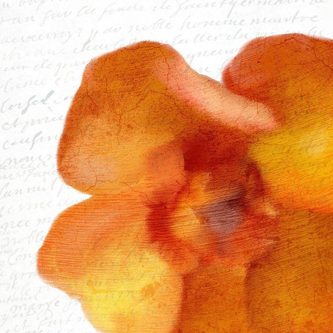 Bold Bloom 2 Black Ornate Wood Framed Art Print with Double Matting by Kimberly, Allen