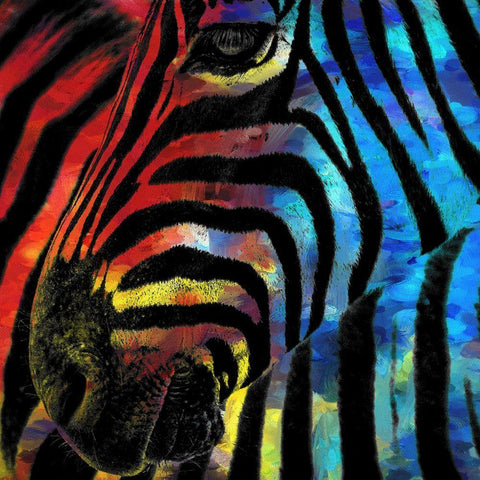 Zebra 1 White Modern Wood Framed Art Print with Double Matting by Kimberly, Allen