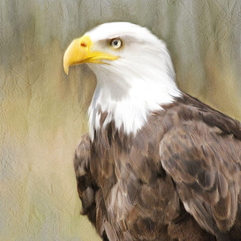 Eagle Eye White Modern Wood Framed Art Print by Kimberly, Allen