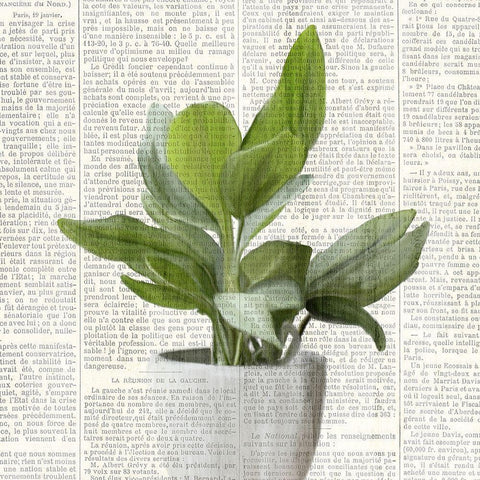 Potted Print 1 White Modern Wood Framed Art Print by Kimberly, Allen