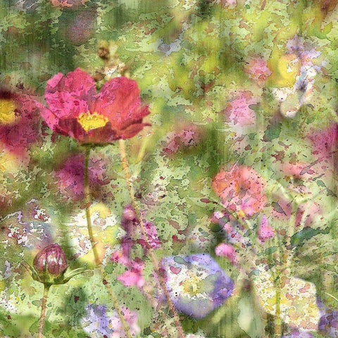 Wildflower Square 1 Black Ornate Wood Framed Art Print with Double Matting by Kimberly, Allen