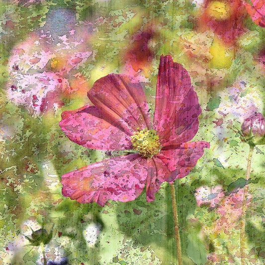 Image Only