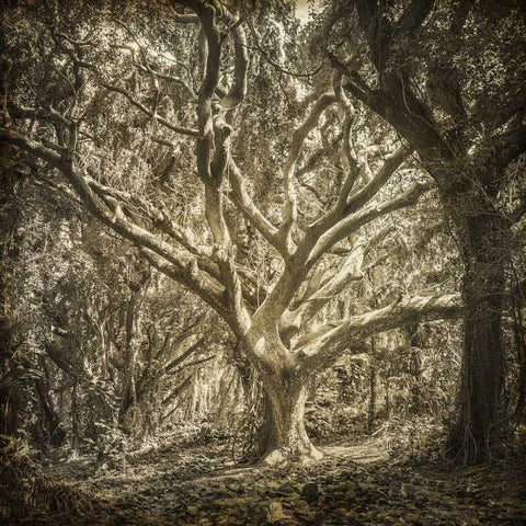 Enchanted Forest 1 Black Modern Wood Framed Art Print with Double Matting by Allen, Kimberly