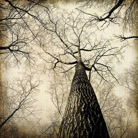 Enchanted Forest 2 Black Modern Wood Framed Art Print by Allen, Kimberly