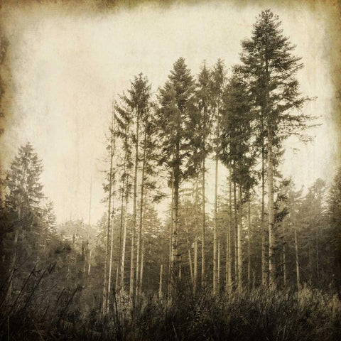 Enchanted Forest 3 White Modern Wood Framed Art Print with Double Matting by Allen, Kimberly