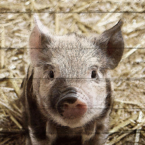 Farm Life 2 White Modern Wood Framed Art Print by Kimberly, Allen