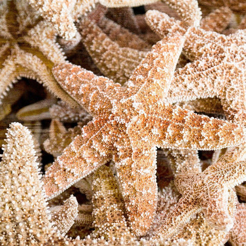 Starfish Beach 2 v2 White Modern Wood Framed Art Print by Kimberly, Allen