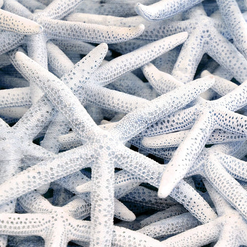 Starfish Beach 3 V3 White Modern Wood Framed Art Print with Double Matting by Allen, Kimberly