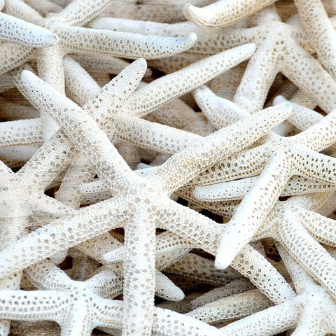 Starfish Beach 3 v2 Black Modern Wood Framed Art Print with Double Matting by Kimberly, Allen
