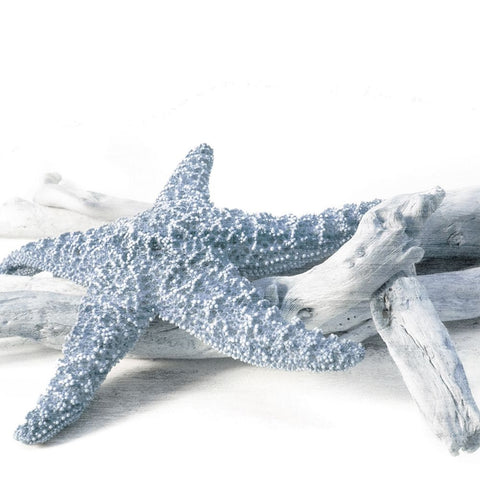 Starfish Beach 4 V3 Black Ornate Wood Framed Art Print with Double Matting by Allen, Kimberly
