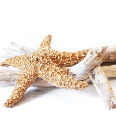 Starfish Beach 4 v2 White Modern Wood Framed Art Print with Double Matting by Kimberly, Allen