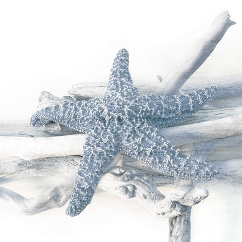 Starfish Beach 5 V3 White Modern Wood Framed Art Print with Double Matting by Allen, Kimberly