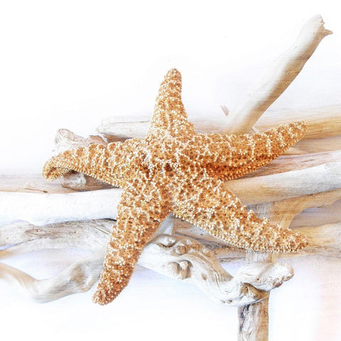Starfish Beach 5 v2 White Modern Wood Framed Art Print by Kimberly, Allen