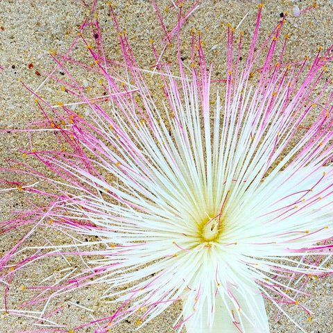 Beach Daze 5 Black Modern Wood Framed Art Print with Double Matting by Kimberly, Allen