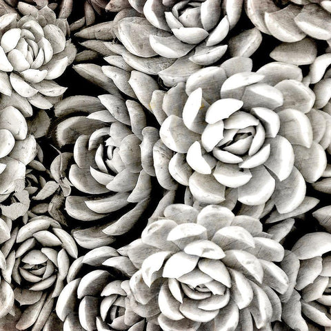 Succulent Blooms Black Modern Wood Framed Art Print with Double Matting by Kimberly, Allen